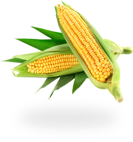 Corn